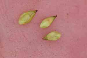 Sartwell's sedge(Carex sartwellii)