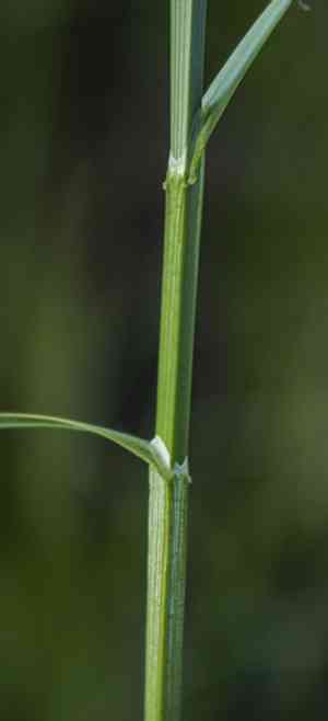 Sartwell's sedge(Carex sartwellii)