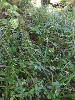 Eastern rough sedge(Carex scabrata)
