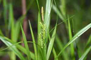 Eastern rough sedge(Carex scabrata)