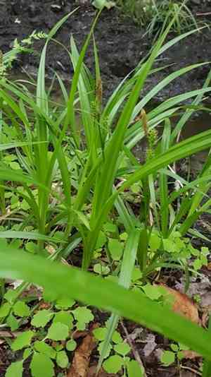 Eastern rough sedge(Carex scabrata)