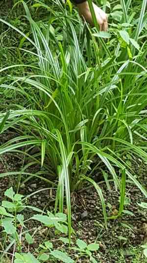 Eastern rough sedge(Carex scabrata)