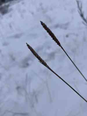 Northern single-spike sedge(Carex scirpoidea)