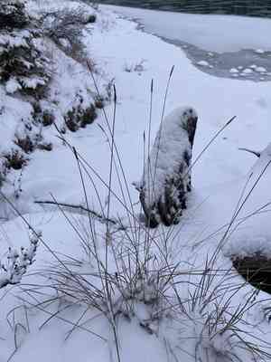 Northern single-spike sedge(Carex scirpoidea)