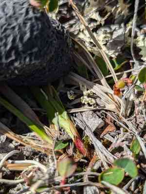 Northern single-spike sedge(Carex scirpoidea)