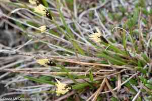 Northern single-spike sedge(Carex scirpoidea)