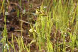 Broom sedge(Carex scoparia)