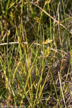 Broom sedge(Carex scoparia)