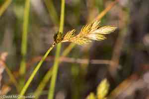 Broom sedge(Carex scoparia)