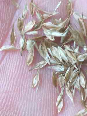 Broom sedge(Carex scoparia)