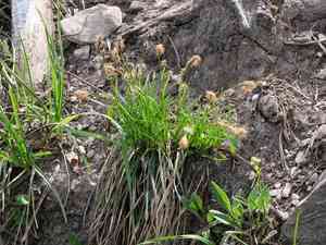 Alpine tufted sedge(Carex sempervirens)