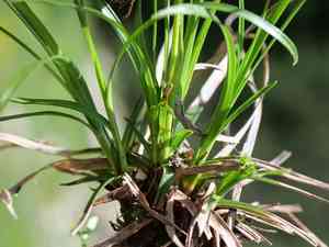 Alpine tufted sedge(Carex sempervirens)