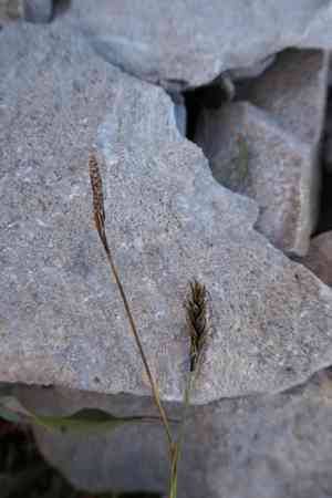 Alpine tufted sedge(Carex sempervirens)