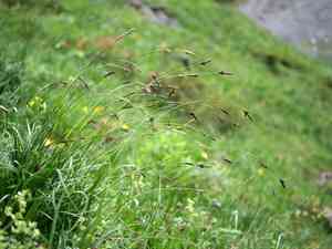 Alpine tufted sedge(Carex sempervirens)