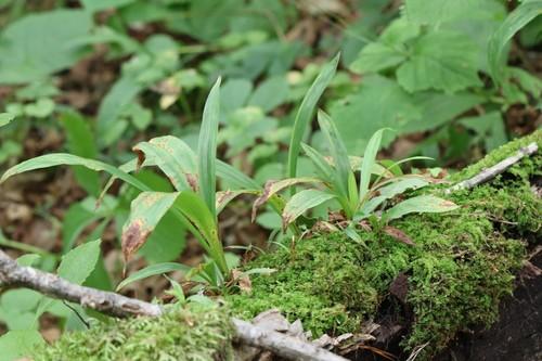 Creeping broad-leaf sedge