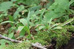 Creeping broad-leaf sedge(Carex siderosticta)