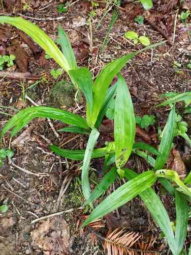 Creeping broad-leaf sedge(Carex siderosticta)