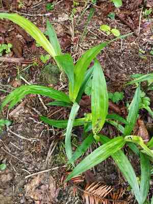 Creeping broad-leaf sedge(Carex siderosticta)