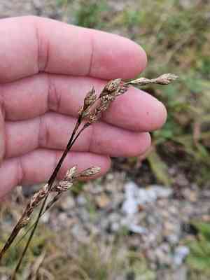 Beach sedge(Carex silicea)