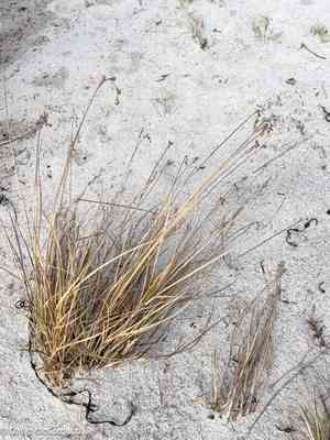 Beach sedge(Carex silicea)