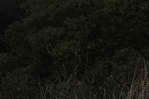 Beach sedge(Carex silicea)