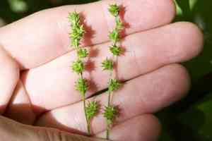 Bur reed sedge(Carex sparganioides)