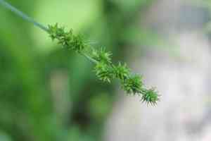 Bur reed sedge(Carex sparganioides)