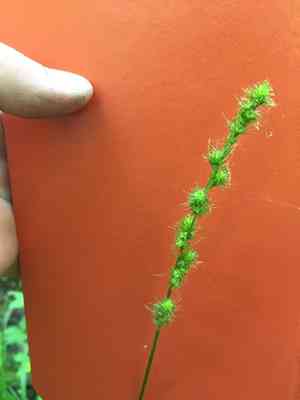 Bur reed sedge(Carex sparganioides)