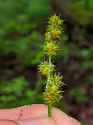 Bur reed sedge(Carex sparganioides)