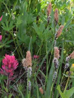 Showy sedge(Carex spectabilis)