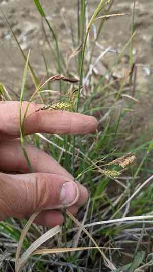 Showy sedge(Carex spectabilis)