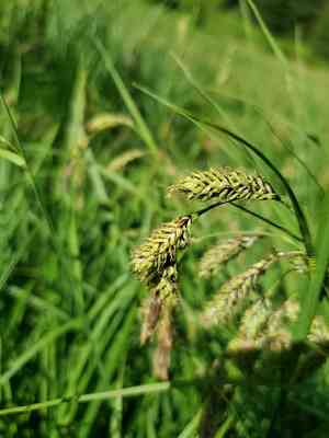 Showy sedge(Carex spectabilis)