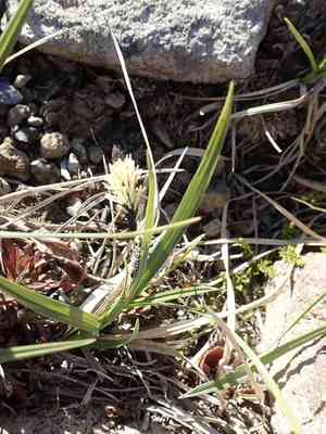 Showy sedge(Carex spectabilis)