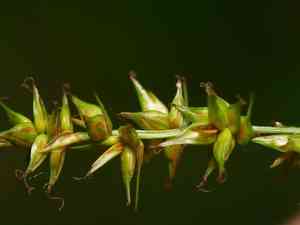 Prickly sedge(Carex spicata)