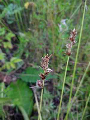 Prickly sedge(Carex spicata)