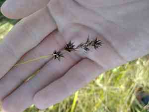 Prickly sedge(Carex spicata)