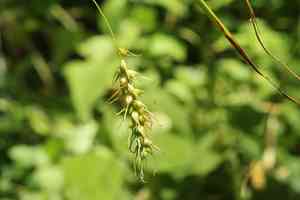 Sprengel's sedge(Carex sprengelii)