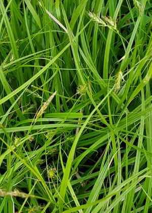 Sprengel's sedge(Carex sprengelii)