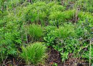 Sprengel's sedge(Carex sprengelii)