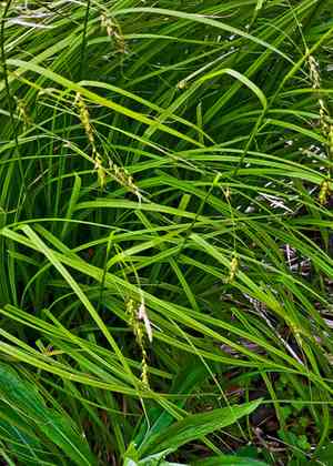 Sprengel's sedge(Carex sprengelii)