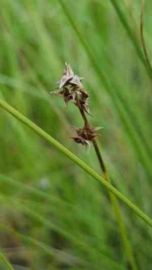 Dioecious sedge(Carex sterilis)
