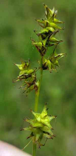 Dioecious sedge(Carex sterilis)