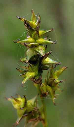 Dioecious sedge(Carex sterilis)