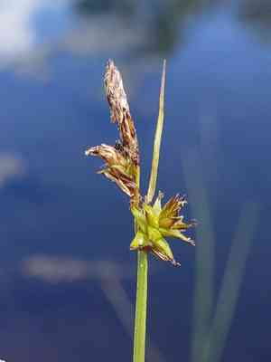 Dioecious sedge(Carex sterilis)