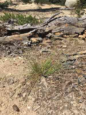 Shasta sedge(Carex straminiformis)