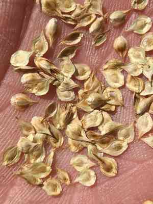 Shasta sedge(Carex straminiformis)