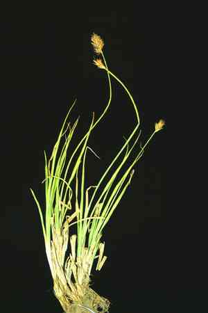 Shasta sedge(Carex straminiformis)