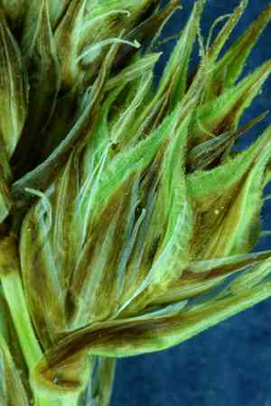 Shasta sedge(Carex straminiformis)