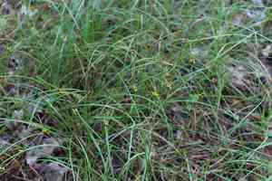 Weak arctic sedge(Carex supina)