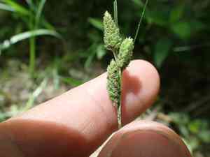 Swan's sedge(Carex swanii)
